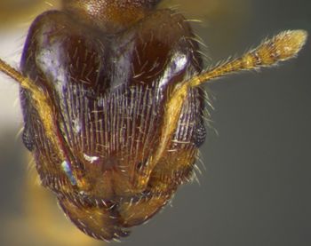 Media type: image;   Entomology 34384 Aspect: head frontal view